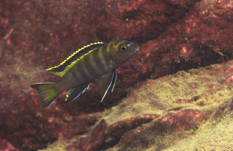 Chindongo sp. 'elongatus thumbi' Thumbi West Island